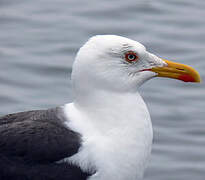 Lesser Black-backed Gull