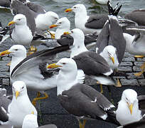 Lesser Black-backed Gull