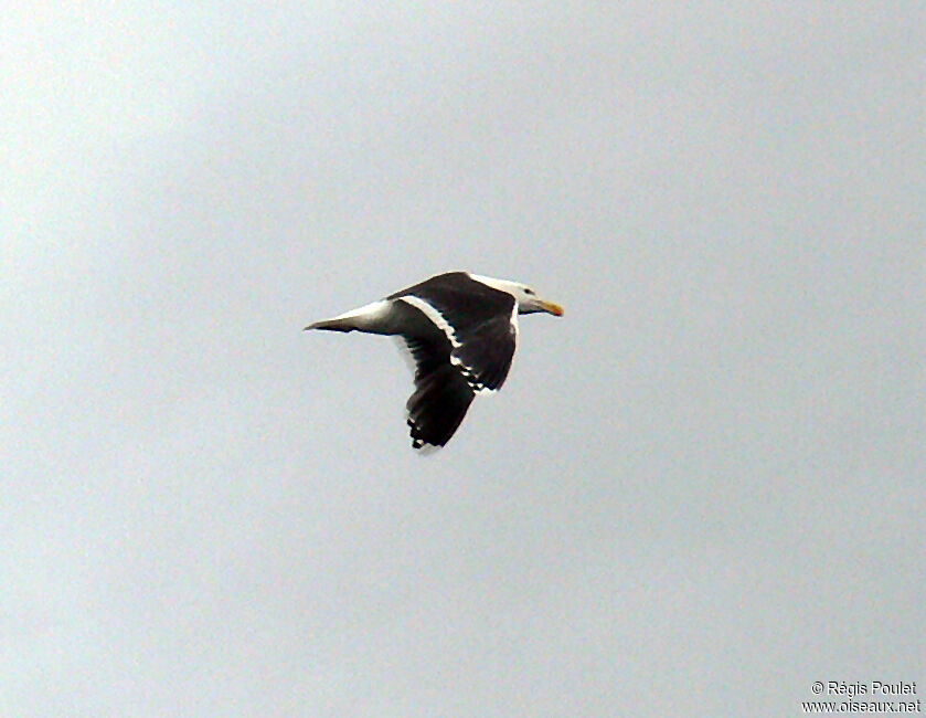 Lesser Black-backed Gulladult breeding, Flight