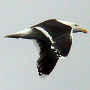 Lesser Black-backed Gull