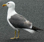 Lesser Black-backed Gull