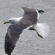 Lesser Black-backed Gull