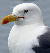 Lesser Black-backed Gull