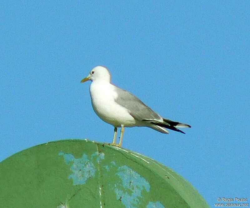 Common Gulladult breeding, identification