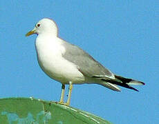 Common Gull