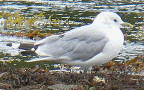 Mew Gull