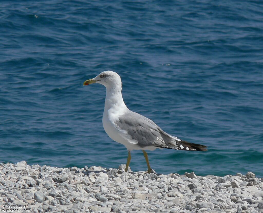 Yellow-legged Gulladult post breeding