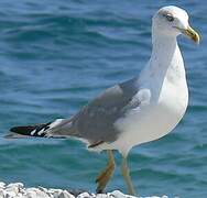 Yellow-legged Gull