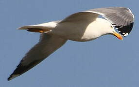 Yellow-legged Gull