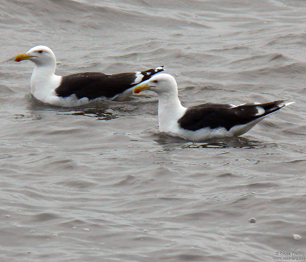 Goéland marinadulte nuptial, identification