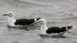 Great Black-backed Gull