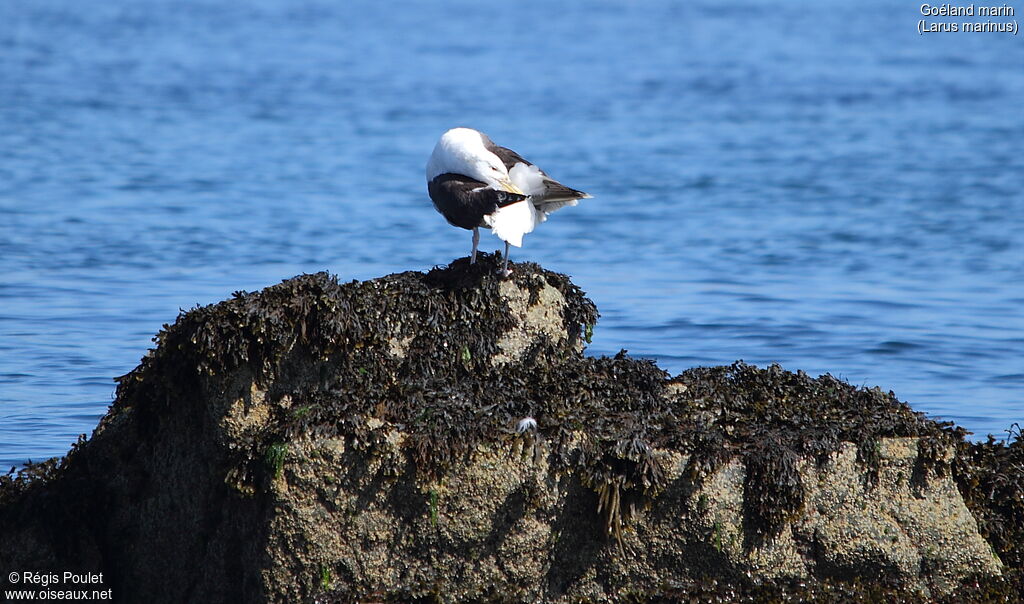 Great Black-backed Gulladult, Behaviour