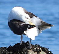 Great Black-backed Gull