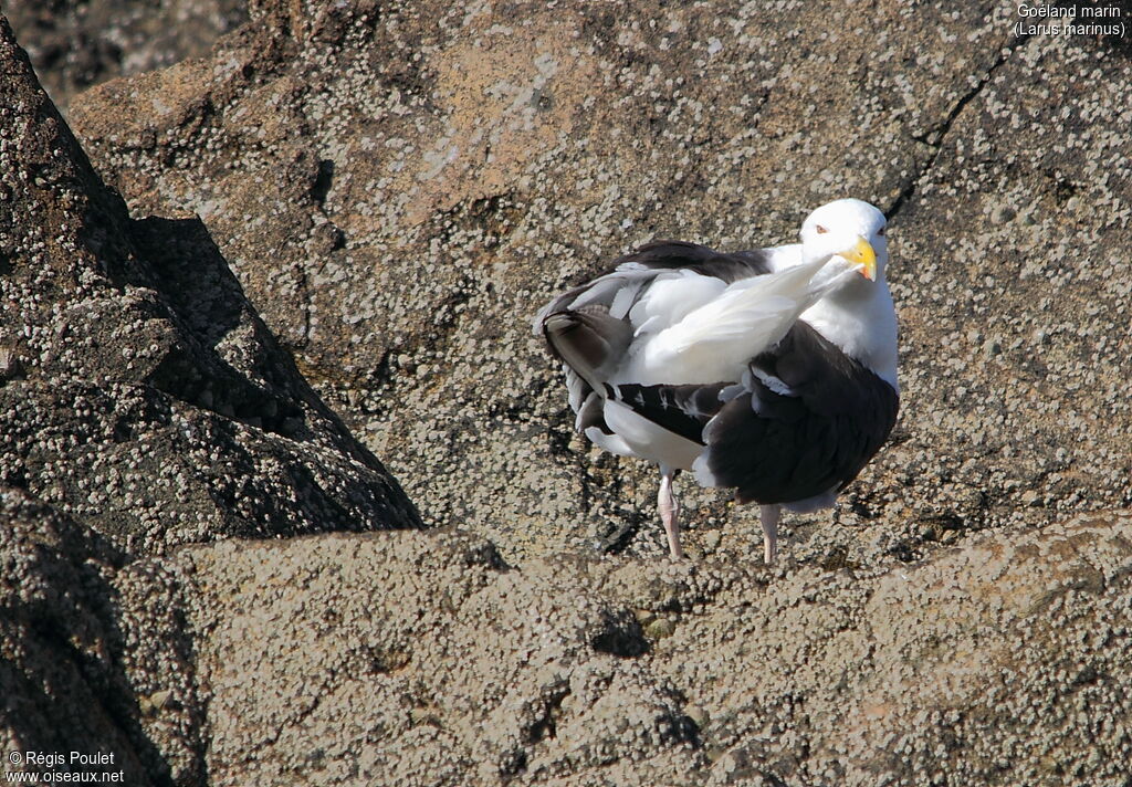 Great Black-backed Gull, Behaviour