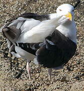 Great Black-backed Gull