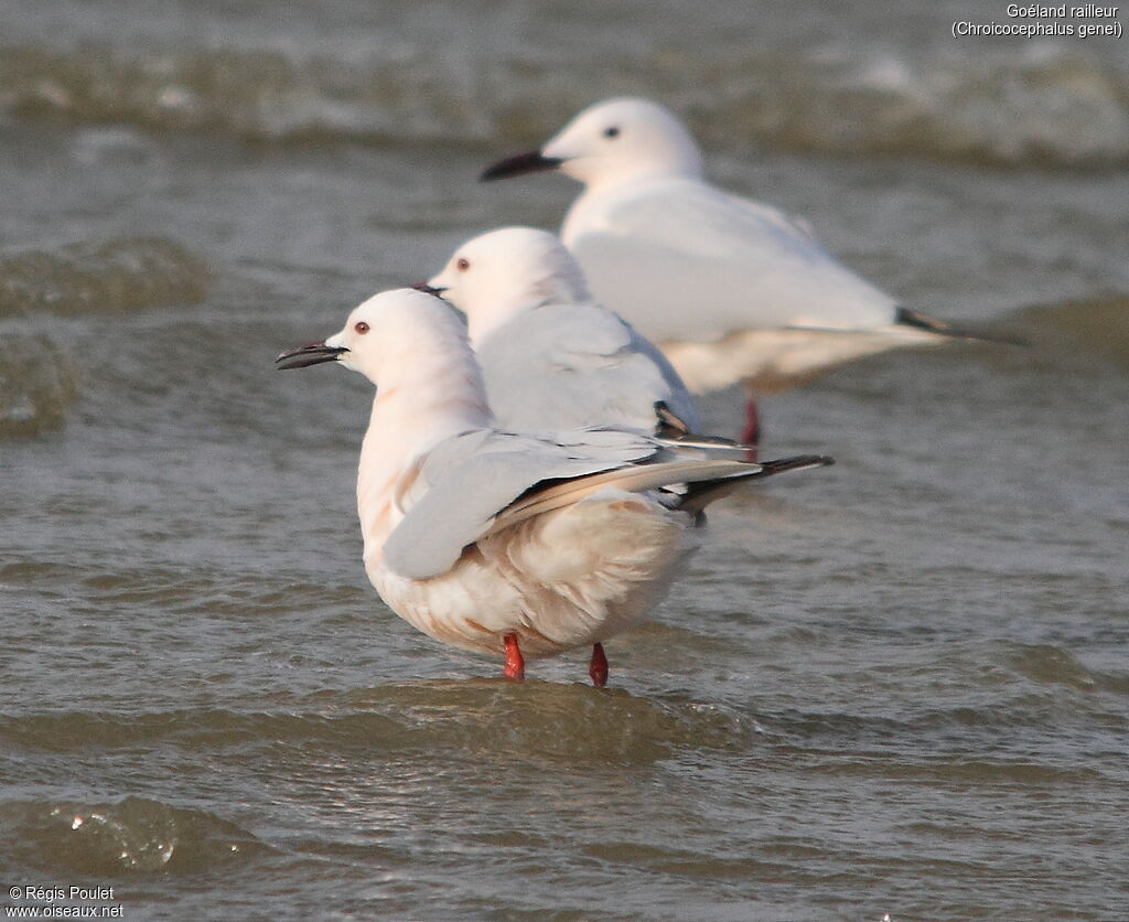 Slender-billed Gull