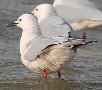 Slender-billed Gull