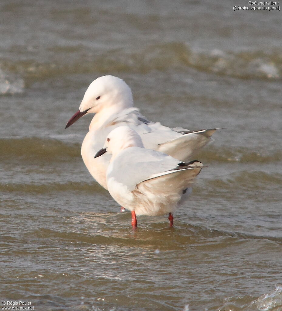 Slender-billed Gull