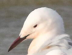 Slender-billed Gull