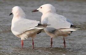 Slender-billed Gull