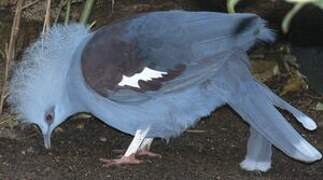 Western Crowned Pigeon