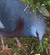 Victoria Crowned Pigeon