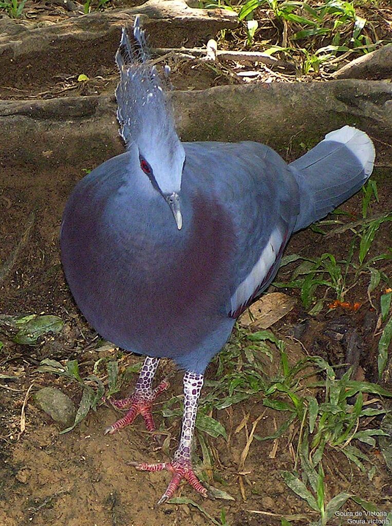 Victoria Crowned Pigeon