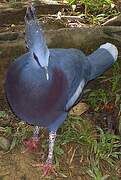 Victoria Crowned Pigeon