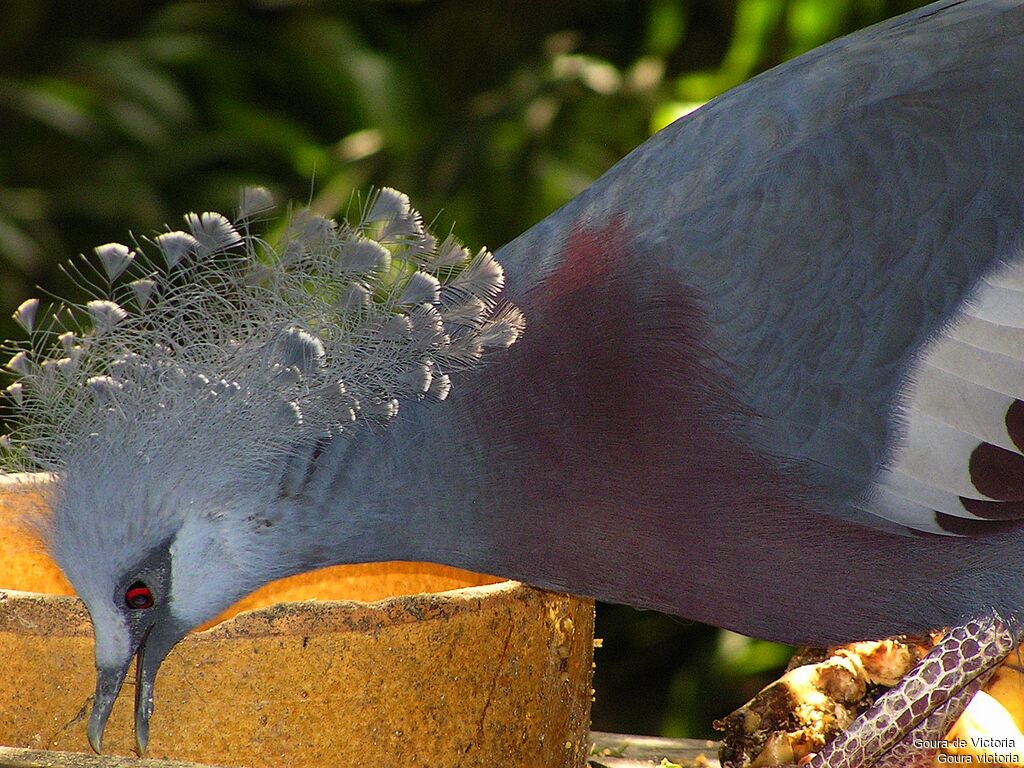 Victoria Crowned Pigeon