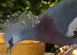 Victoria Crowned Pigeon