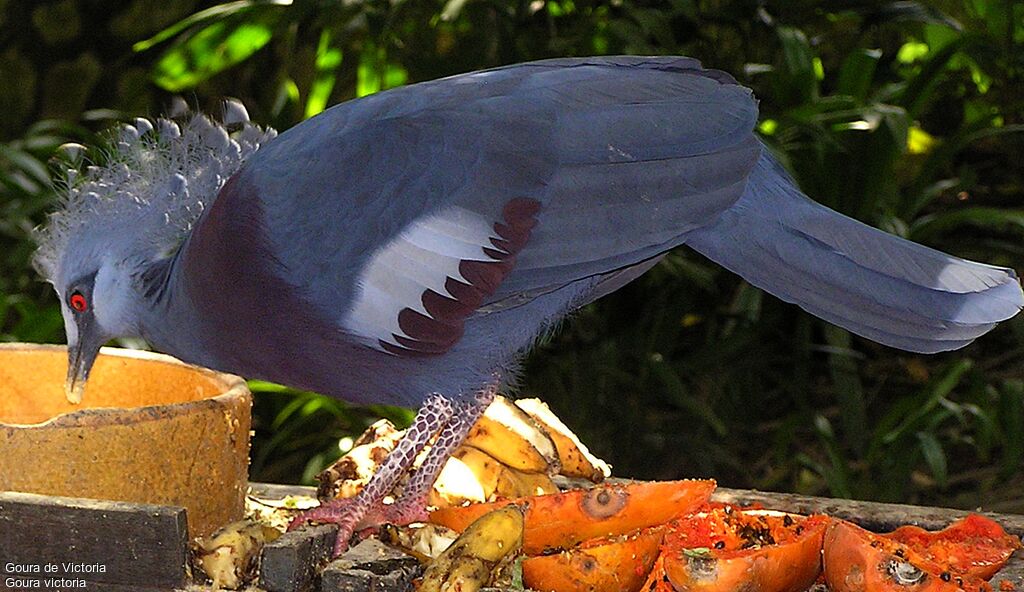 Victoria Crowned Pigeon