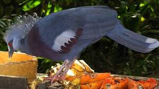 Victoria Crowned Pigeon