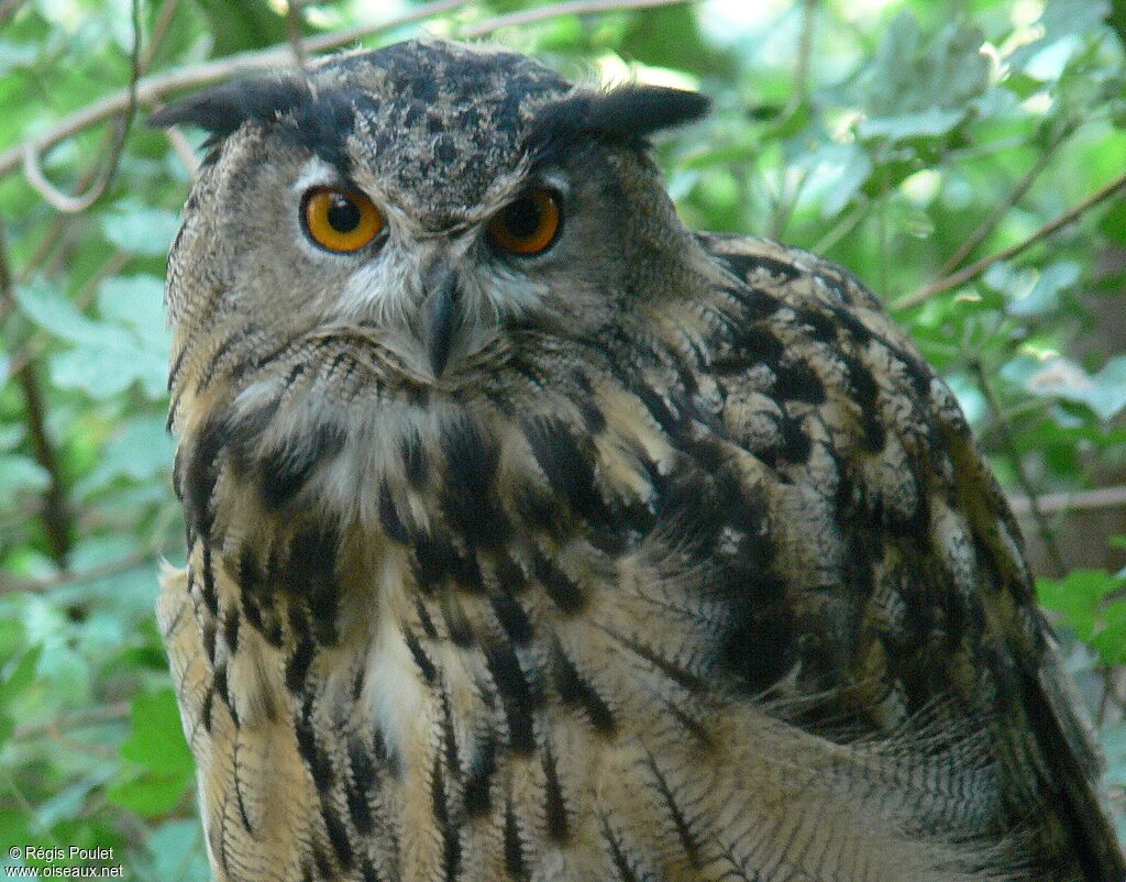 Eurasian Eagle-Owl