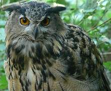 Eurasian Eagle-Owl