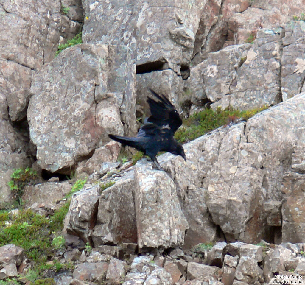 Northern Ravenadult