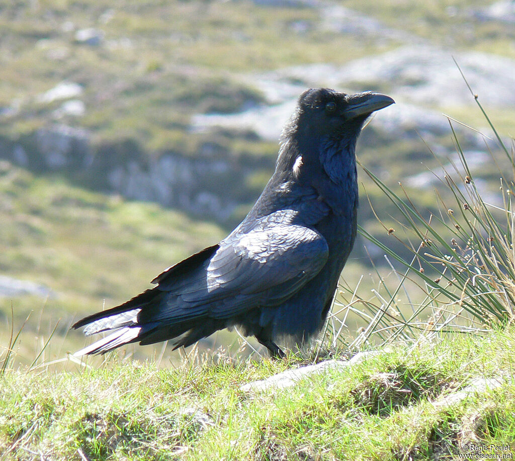 Grand Corbeauadulte, identification