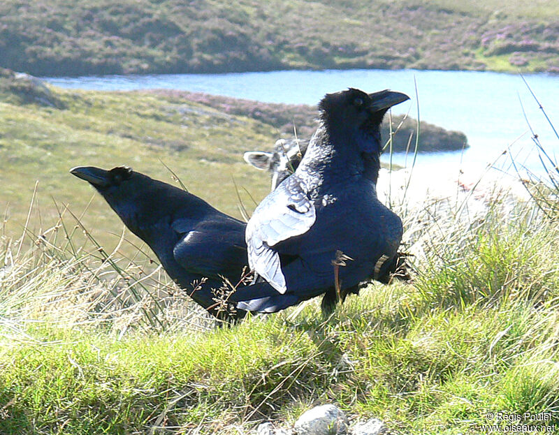 Northern Raven 