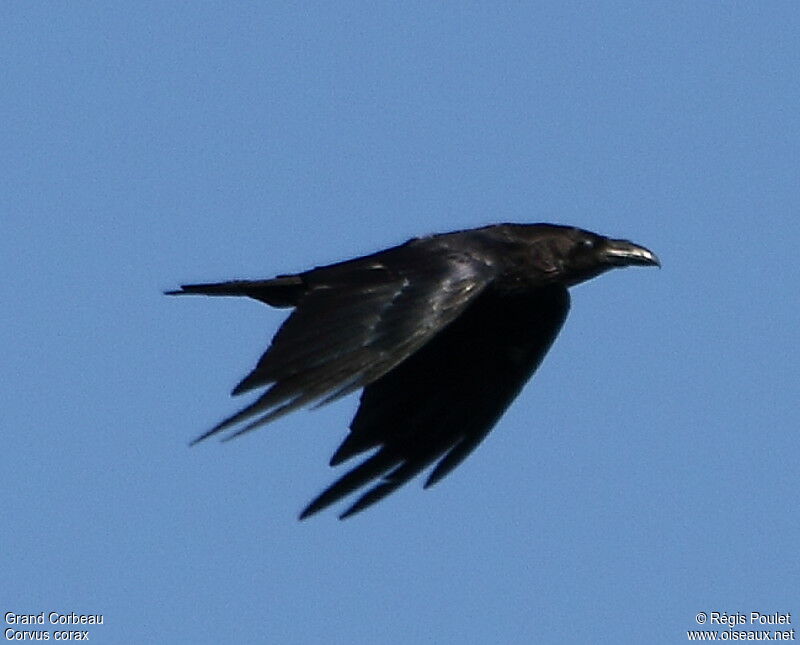 Northern Raven, Flight