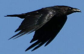 Northern Raven