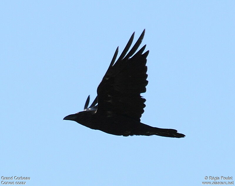 Northern Raven, Flight