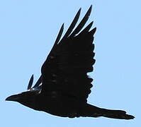 Northern Raven