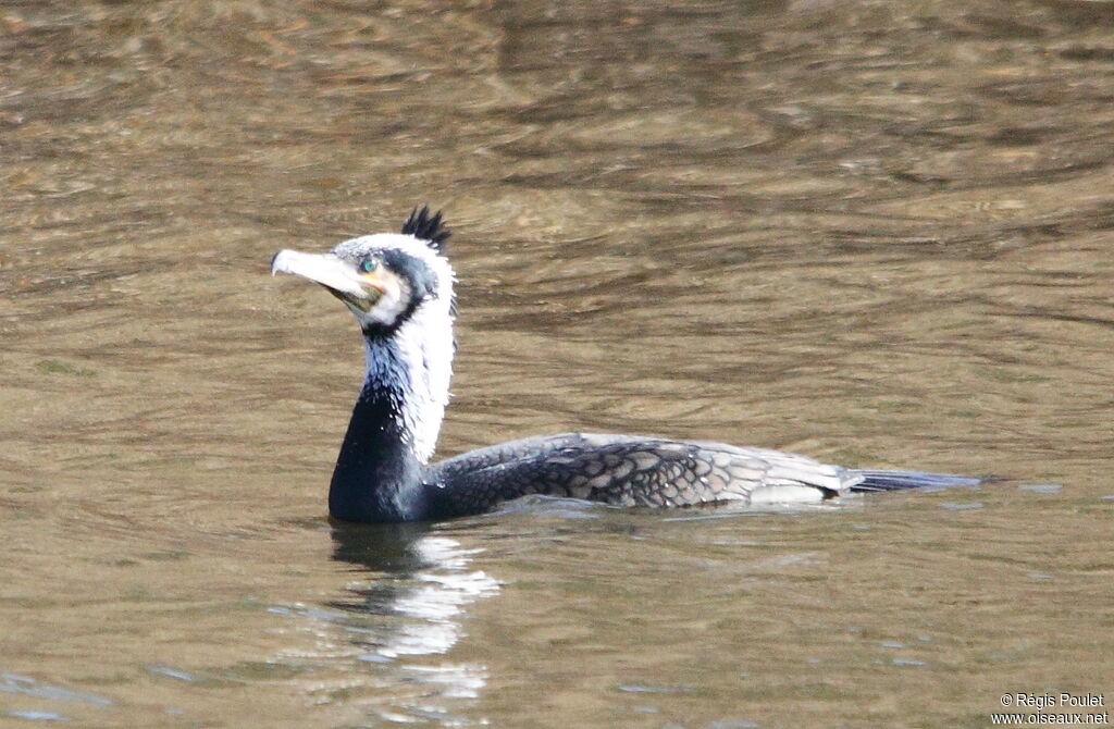 Grand Cormoran, Comportement