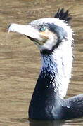 Grand Cormoran