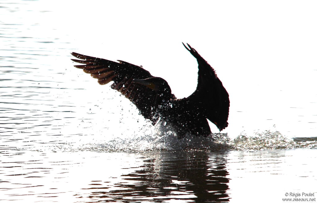 Great Cormorantadult, Flight, Behaviour