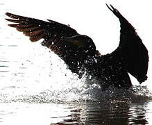 Great Cormorant