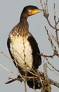 Great Cormorant