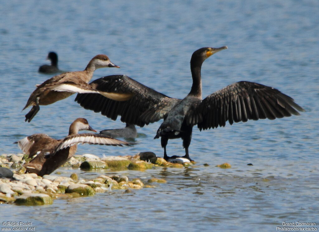 Great Cormorant