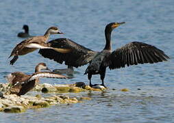 Great Cormorant