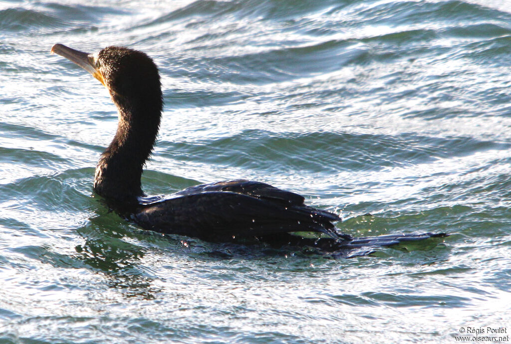 Great Cormorant, identification, Behaviour