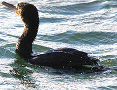 Great Cormorant